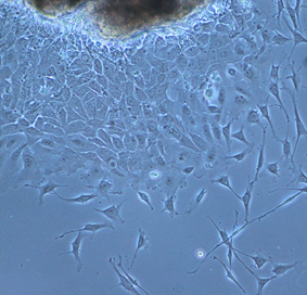 Laboratorio